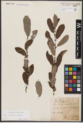 Foto von Salix aurita L. x Salix cinerea L.
